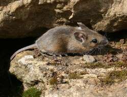 Image of wood mouse, long-tailed field mouse