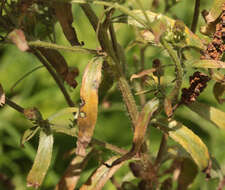 Image of Erigeron floribundus (Kunth) Sch. Bip.