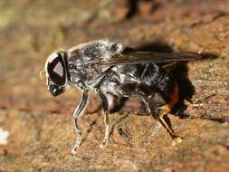 Malometasternum rufocaudata (Ferguson 1926) resmi