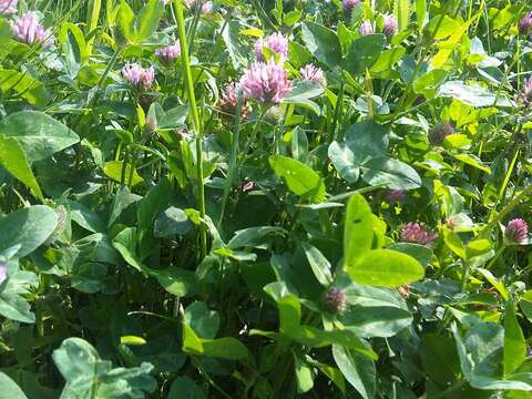 Image of Red Clover