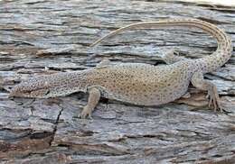 Varanus caudolineatus Boulenger 1885 resmi