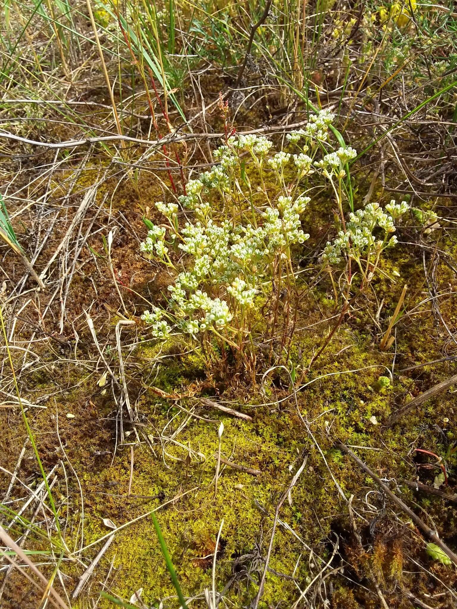 Sivun Vaaleajäsenruoho kuva