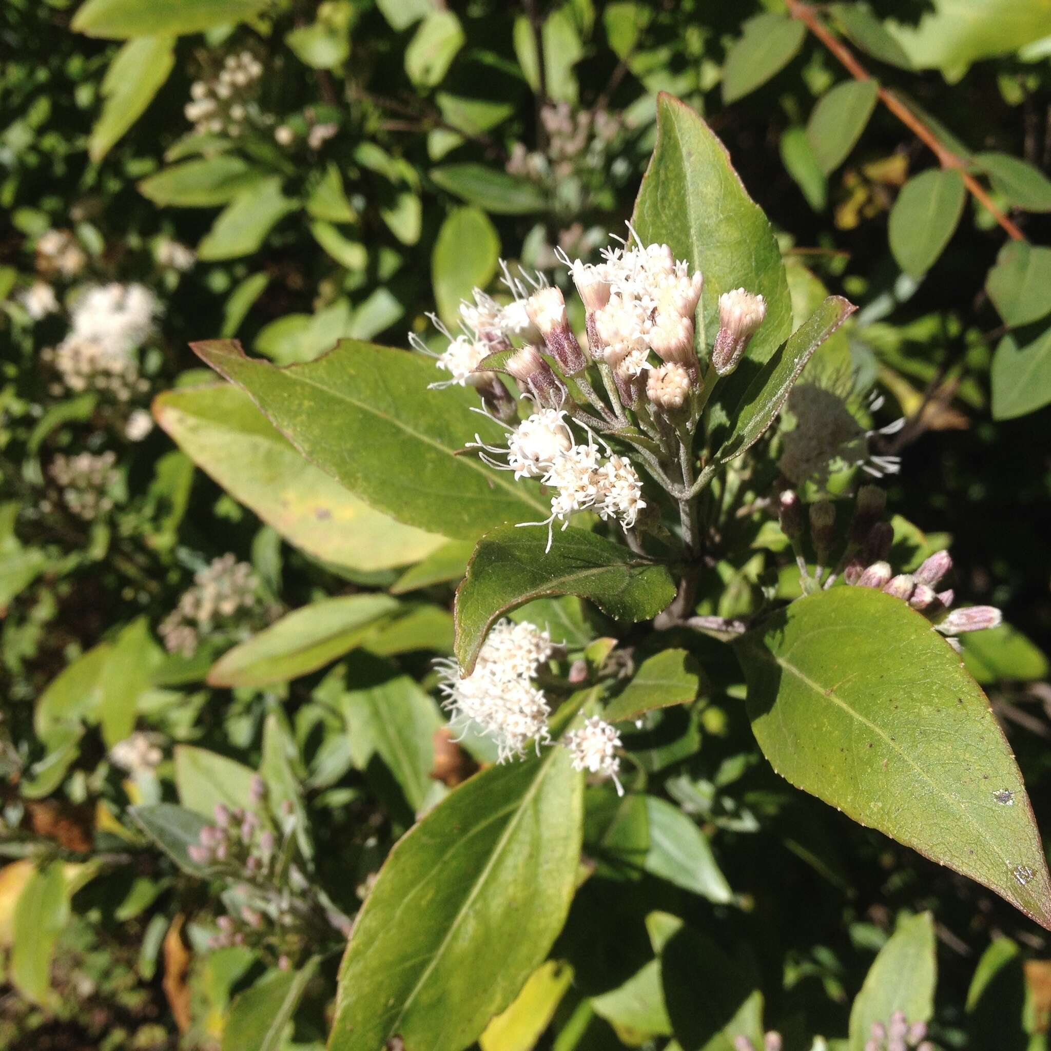 Image of Ageratina glabrata (Kunth) R. King & H. Rob.