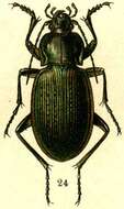 Carabus (Morphocarabus) gebleri Fischer von Waldheim 1817 resmi