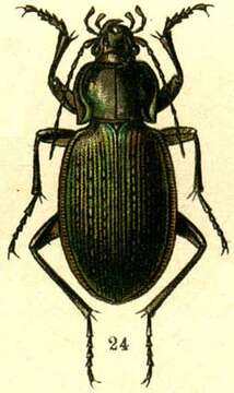 Image of Carabus (Morphocarabus) gebleri Fischer von Waldheim 1817