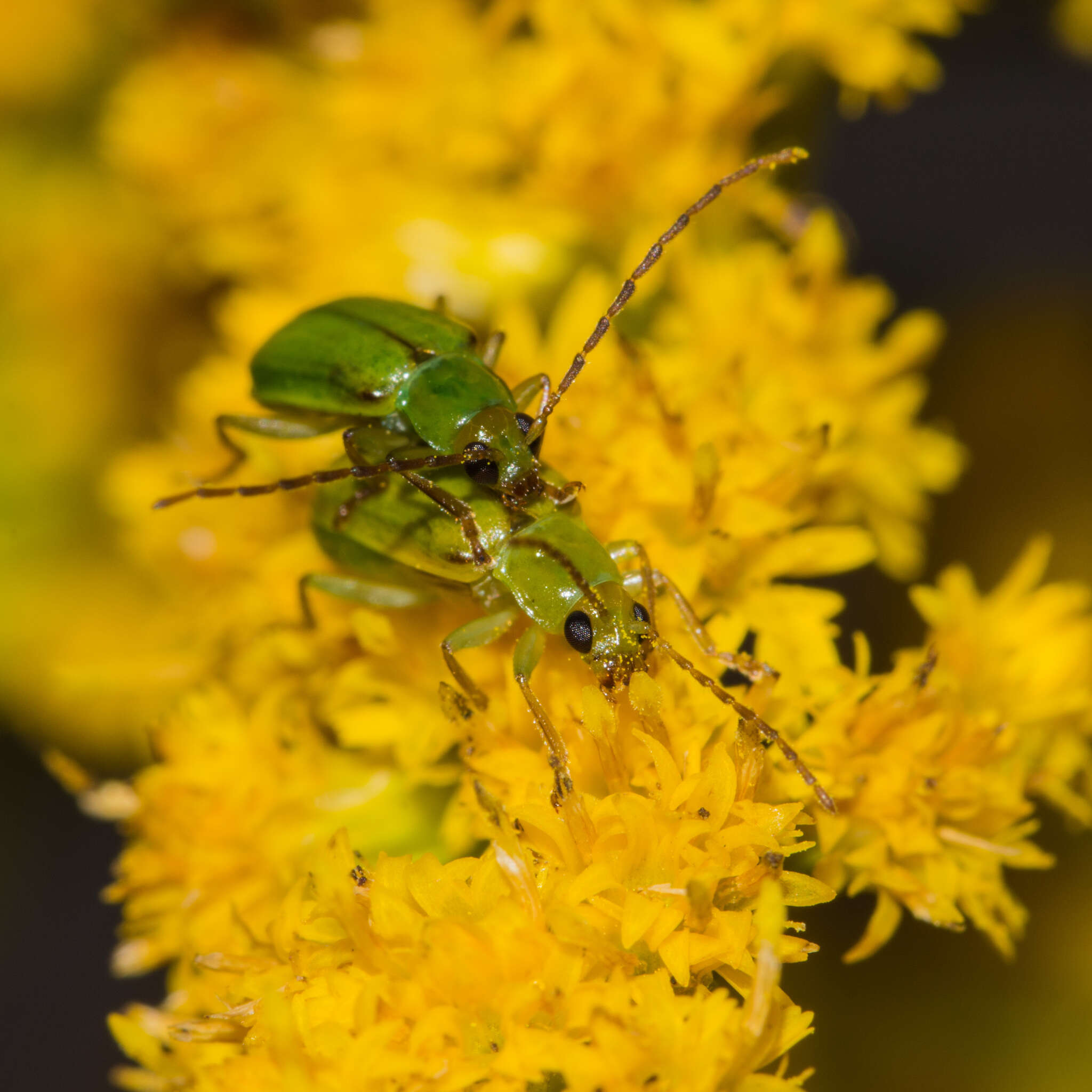 Image of Northern Corn Rootworm