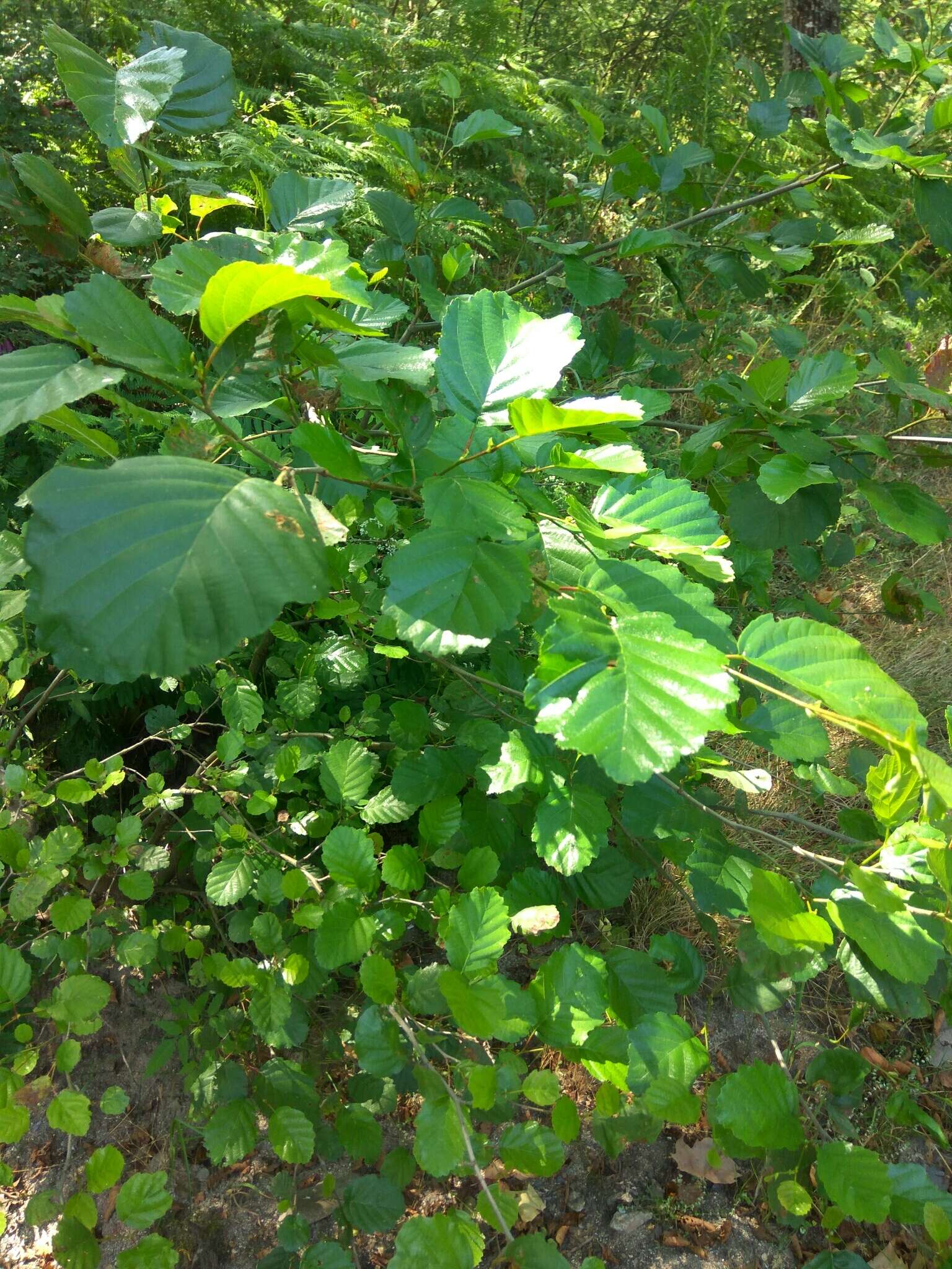 Imagem de Alnus lusitanica Vít, Douda & Mandák