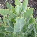 Image of Poorflower Babooncabbage