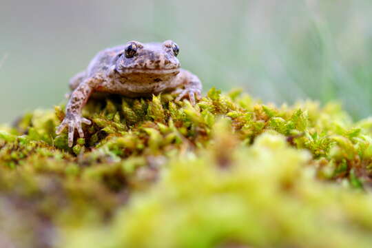 Image of Midwife toads