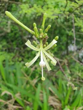 Image of Honeysuckle tree