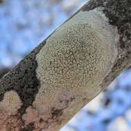 Слика од Lecanora strobilina (Spreng.) Kieff.