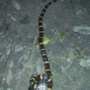 Image of Mexican Kingsnake