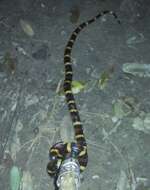 Image of Mexican Kingsnake