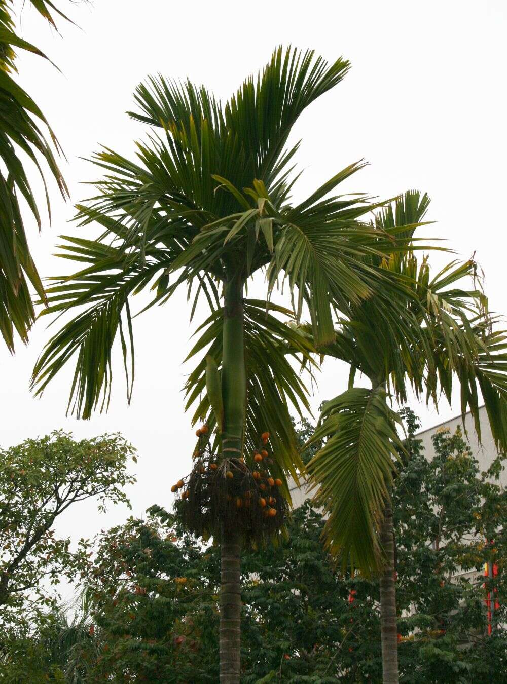 Image of betel palm