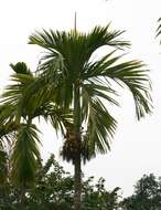 Image of betel palm