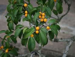 Imagem de Ficus benjamina L.