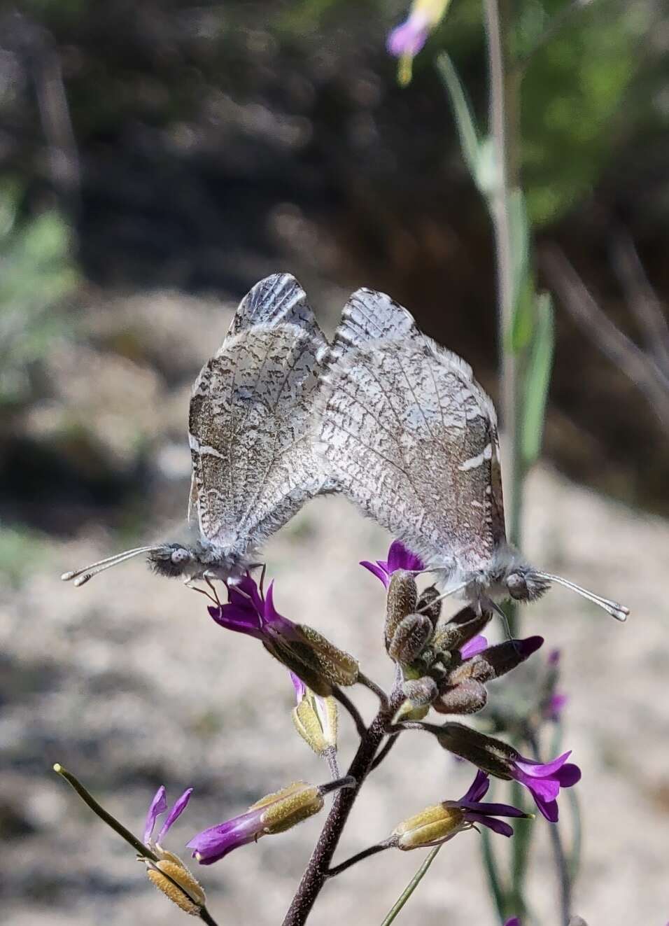 Image de Anthocharis lanceolata Lucas 1852