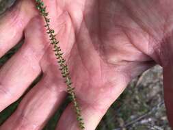 Imagem de Epacris microphylla R. Br.