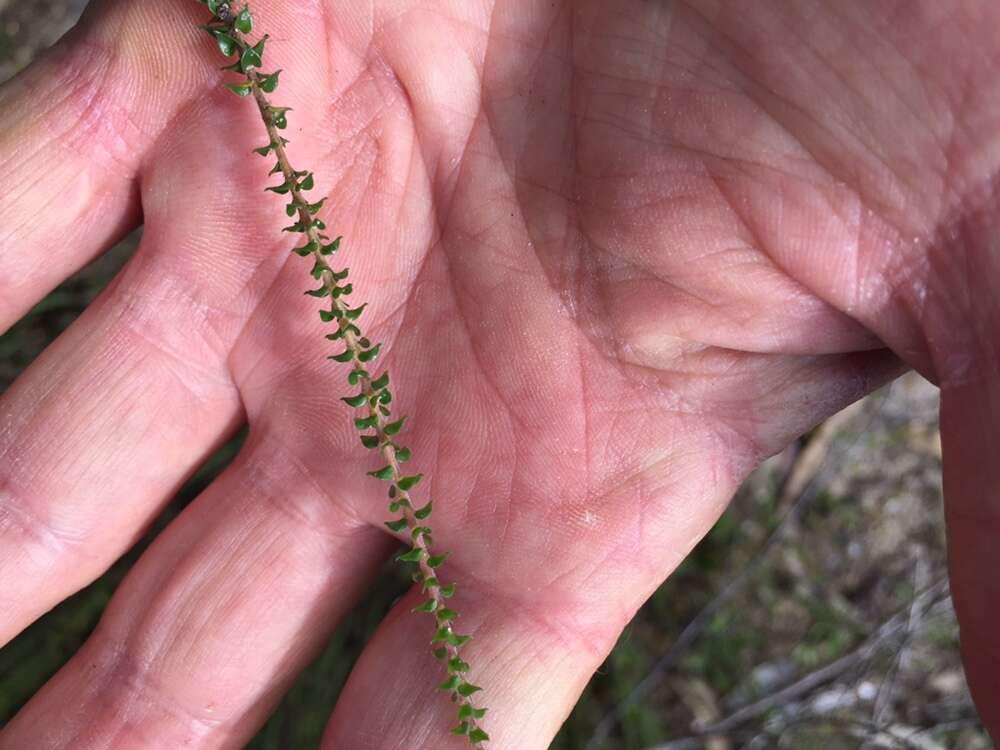 Sivun Epacris microphylla R. Br. kuva