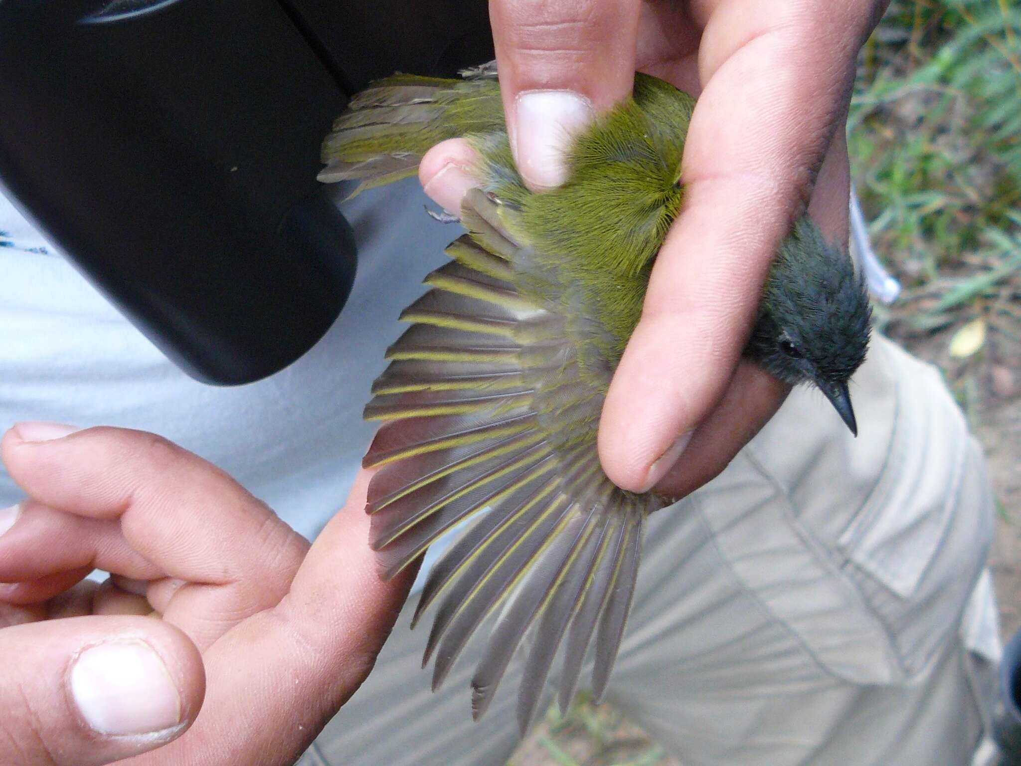 Image of Streak-necked Flycatcher