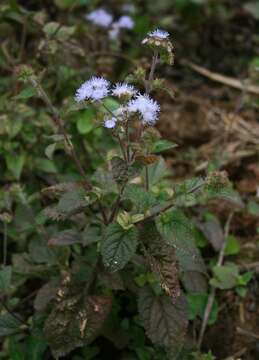 Imagem de Ageratum houstonianum Mill.