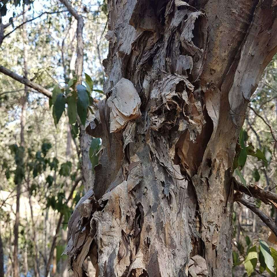 Image of Melaleuca irbyana R. T. Baker