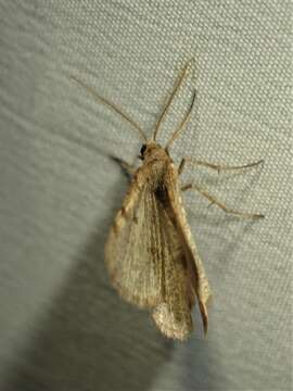 Image of <i>Macaria evagaria</i>