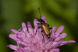 Image of Paracorymbia maculicornis (Degeer 1775)