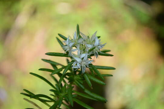 Image of Sedum bourgaei Hemsl.