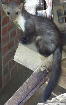 Image of Beech Marten