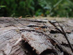 Image of Sirex parasitoid