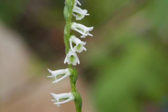 Image of northern slender lady's tresses