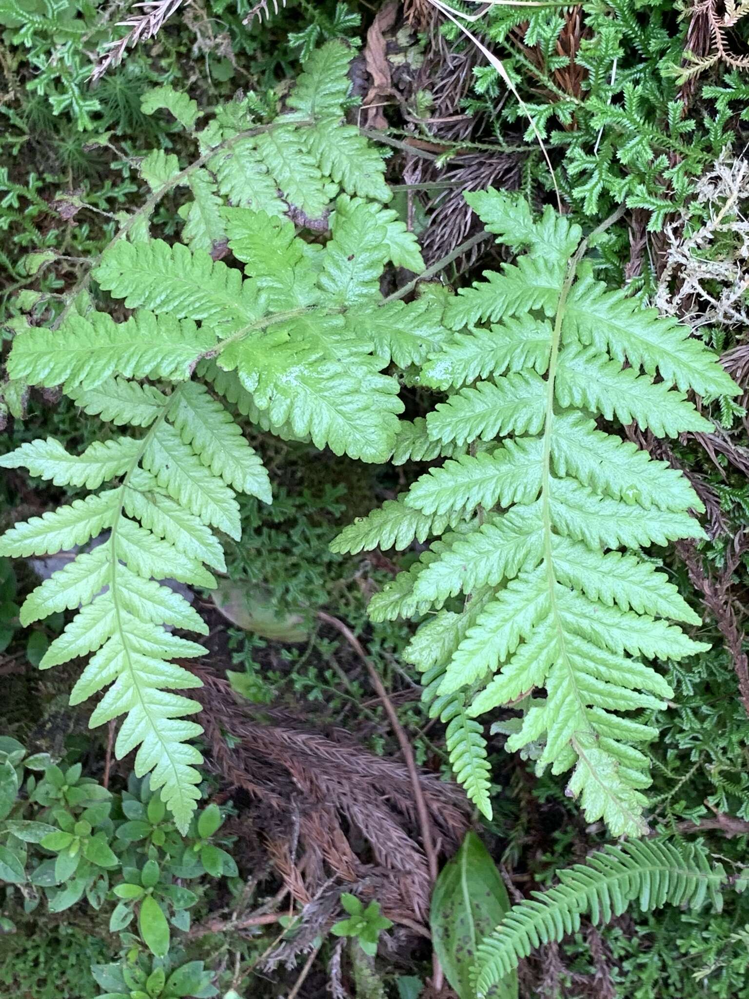 Image of Stegnogramma pozoi (Lag.) Iwatsuki