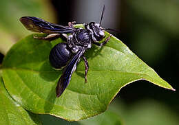 Image of Andrena agilissima (Scopoli 1770)