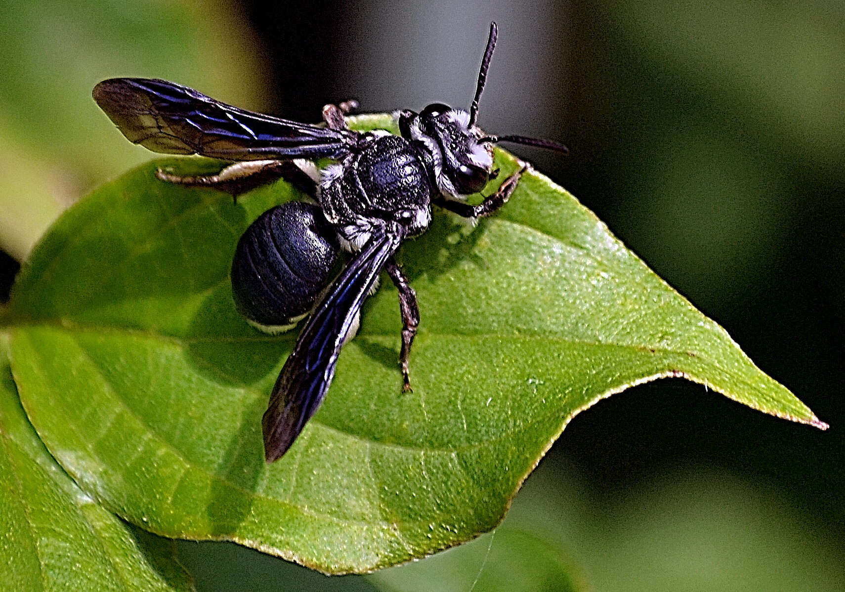 Image of Andrena agilissima (Scopoli 1770)