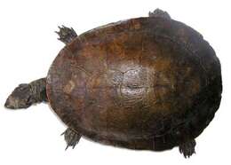 Image of Murray River Turtle