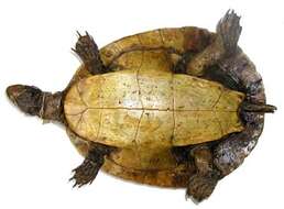 Image of Murray River Turtle