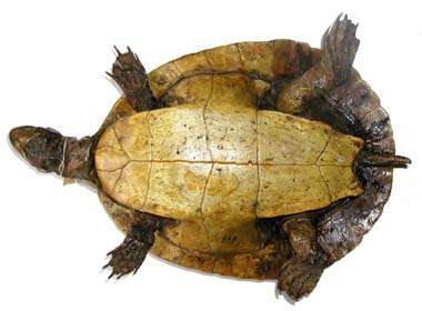 Image of Murray River Turtle