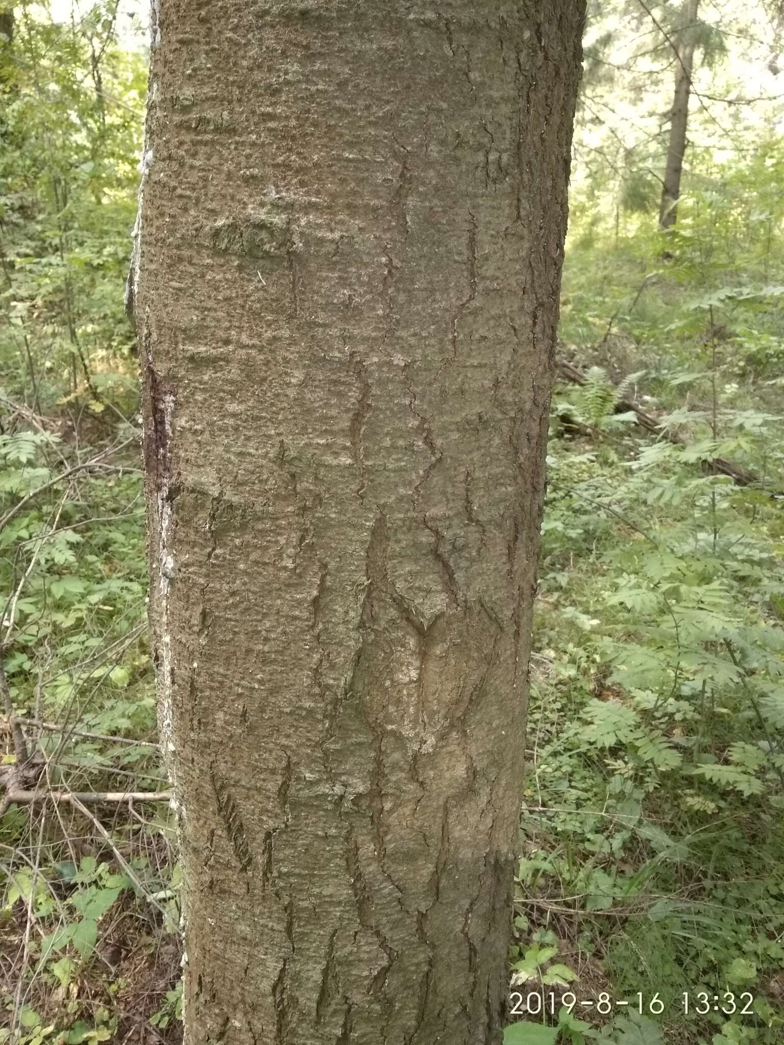 Image of Siberian Fir