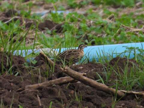 Imagem de Coturnix coromandelica (Gmelin & JF 1789)