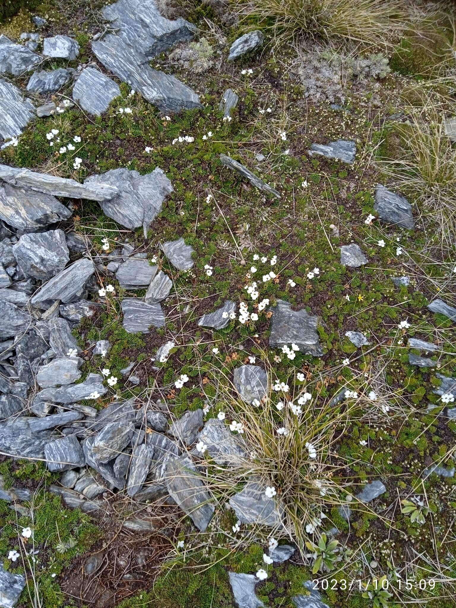 Image of Ourisia glandulosa Hook. fil.