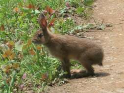 Image of Japanese Hare