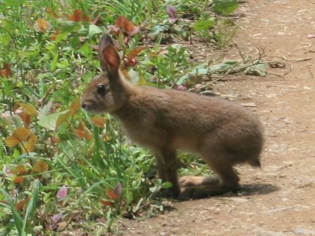 Image of Japanese Hare