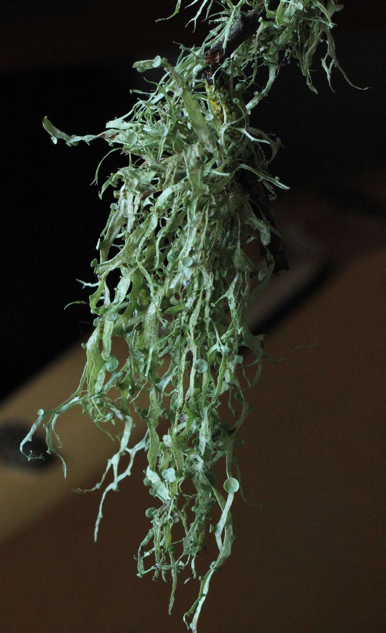 Image of cartilage lichen