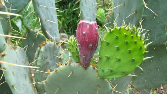 Image of Eastern Prickly Pear