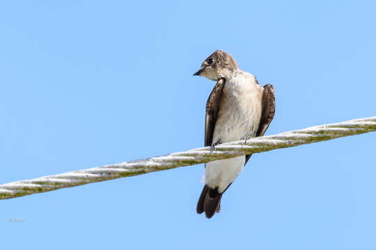 صورة Stelgidopteryx serripennis ridgwayi Nelson 1901