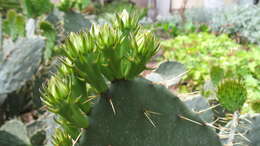 Image of Eastern Prickly Pear