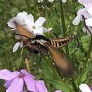 Sphinx luscitiosa Clemens 1859的圖片