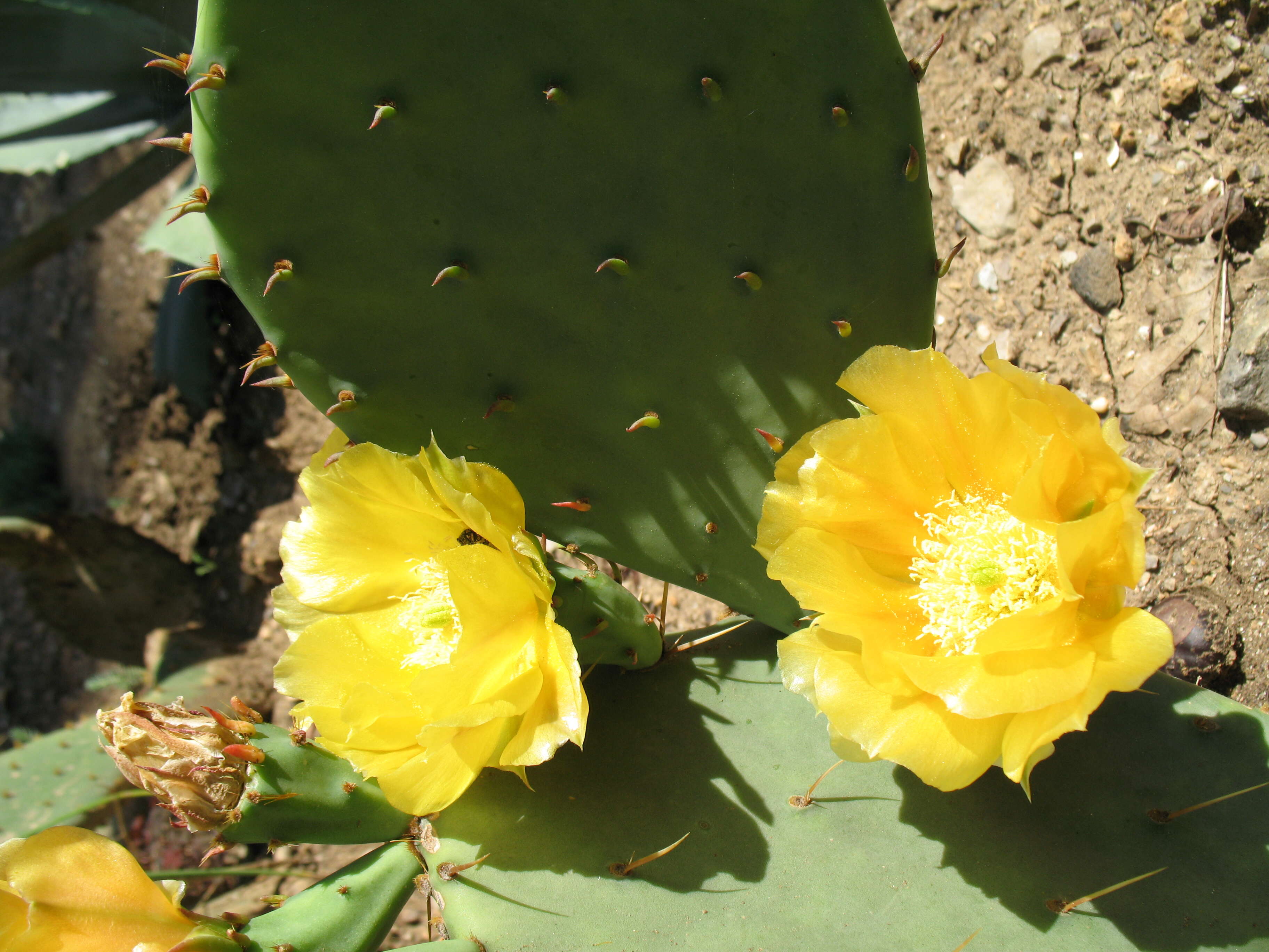 Image of Eastern Prickly Pear