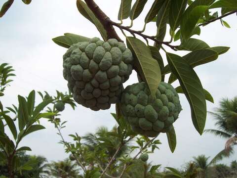 Image of sugar apple